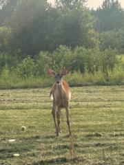Alexandre Deschênes