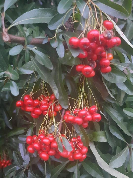 Veronica Băncilescu