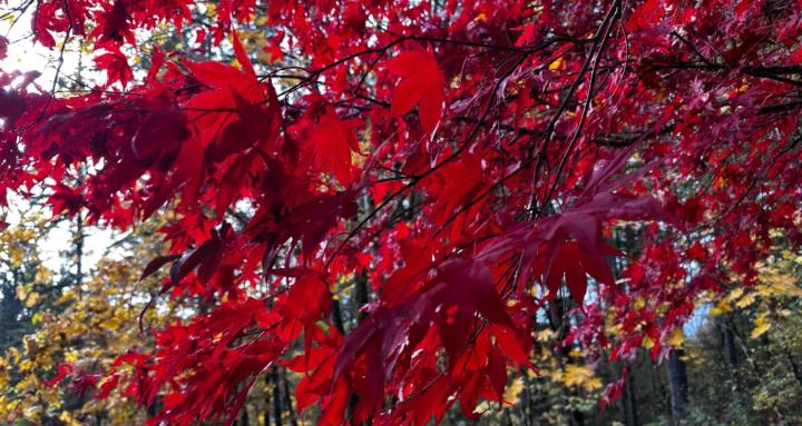 UnQuiet Minds Rising