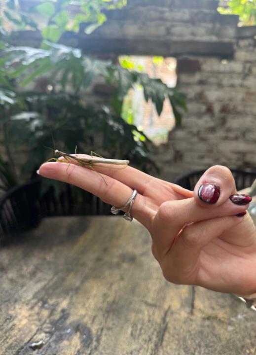 Priscila Pacheco Menocal