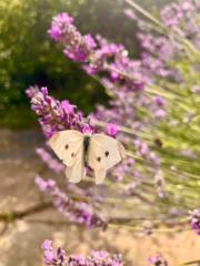 Charlotte Bickerstaffe