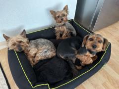 Greta Beatrix Földesi