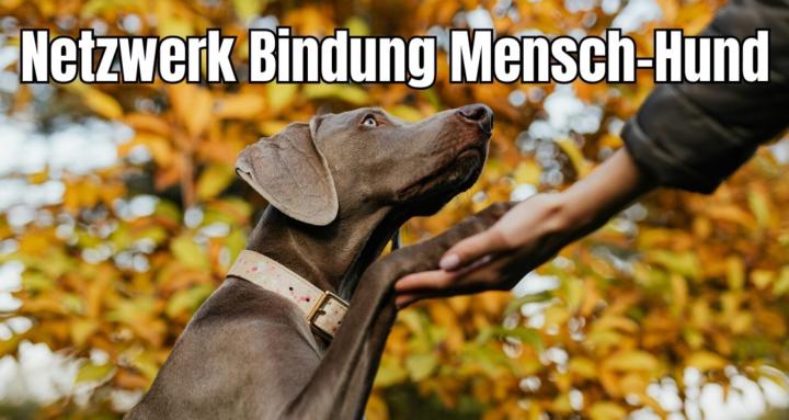 Netzwerk Bindung Mensch-Hund