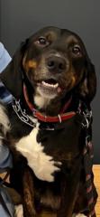 Rocco DAngelo