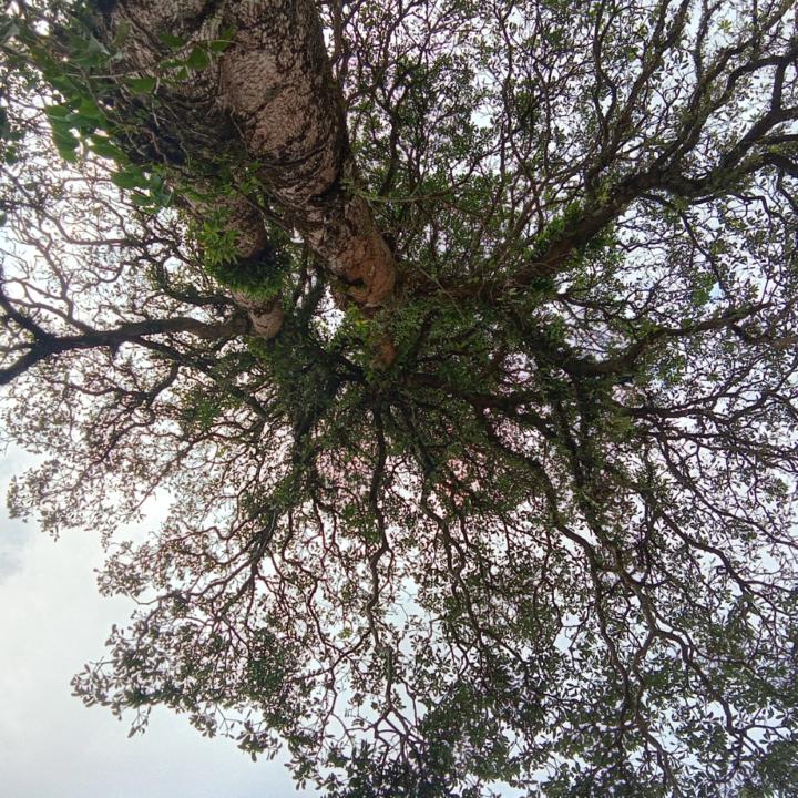 Sujato Das