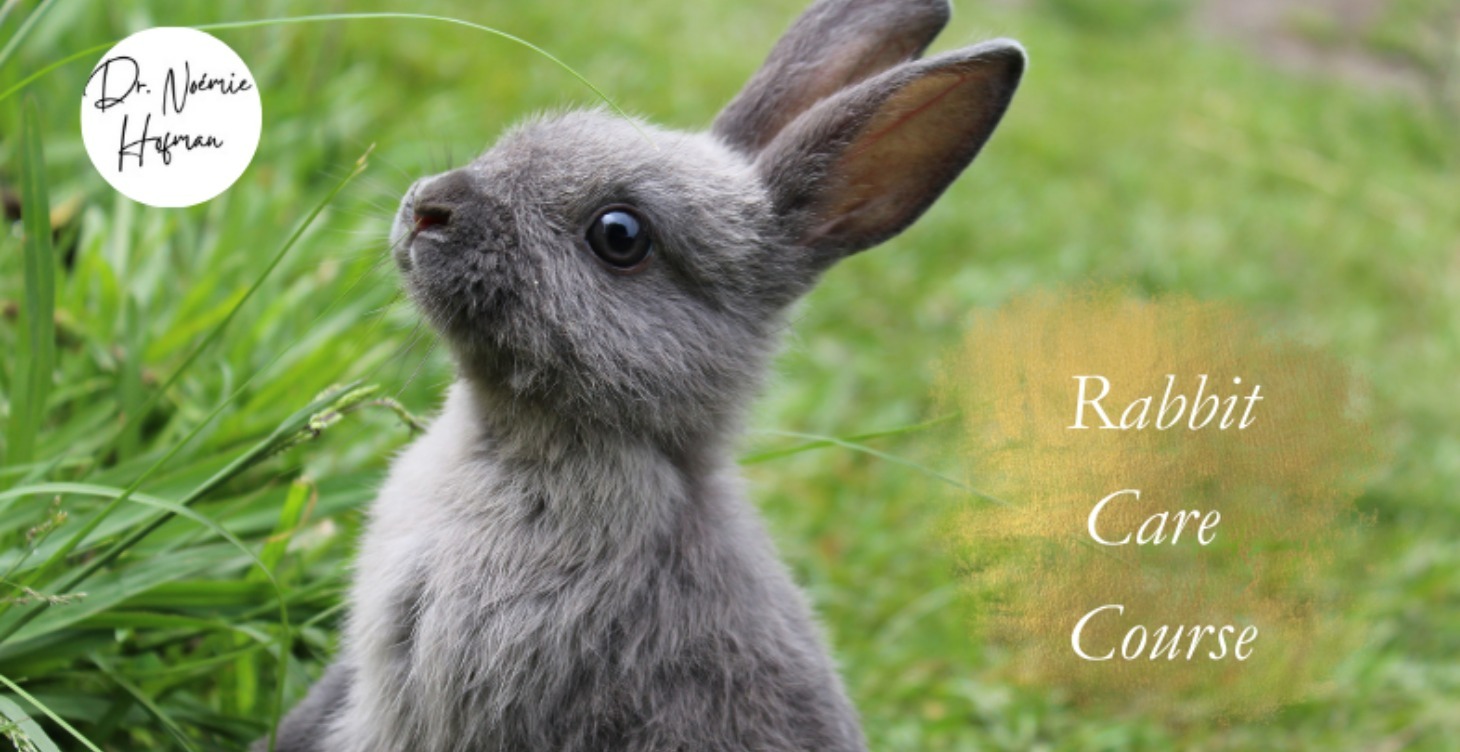 Rabbit care course