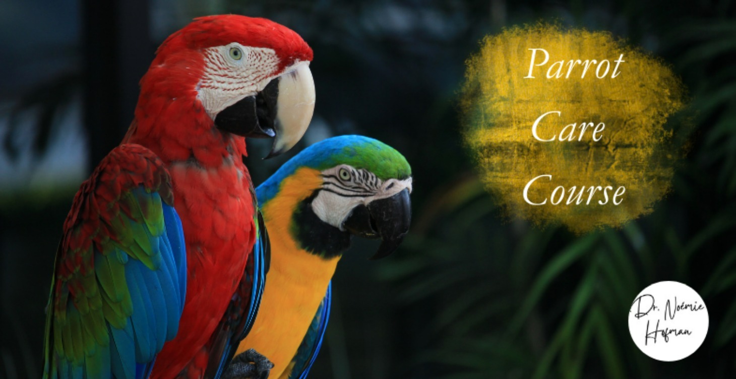 Parrot Care Course