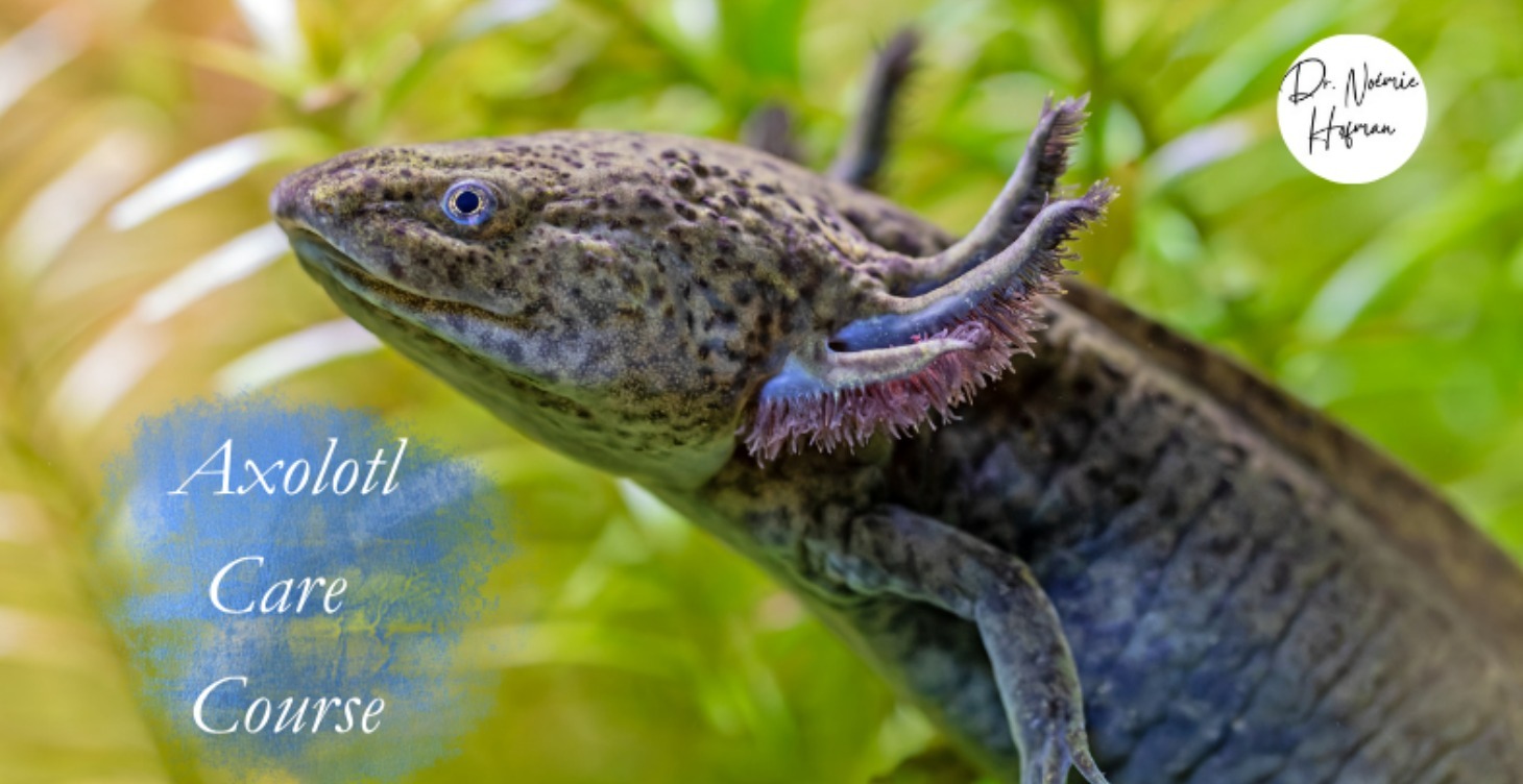 Axolotl care course