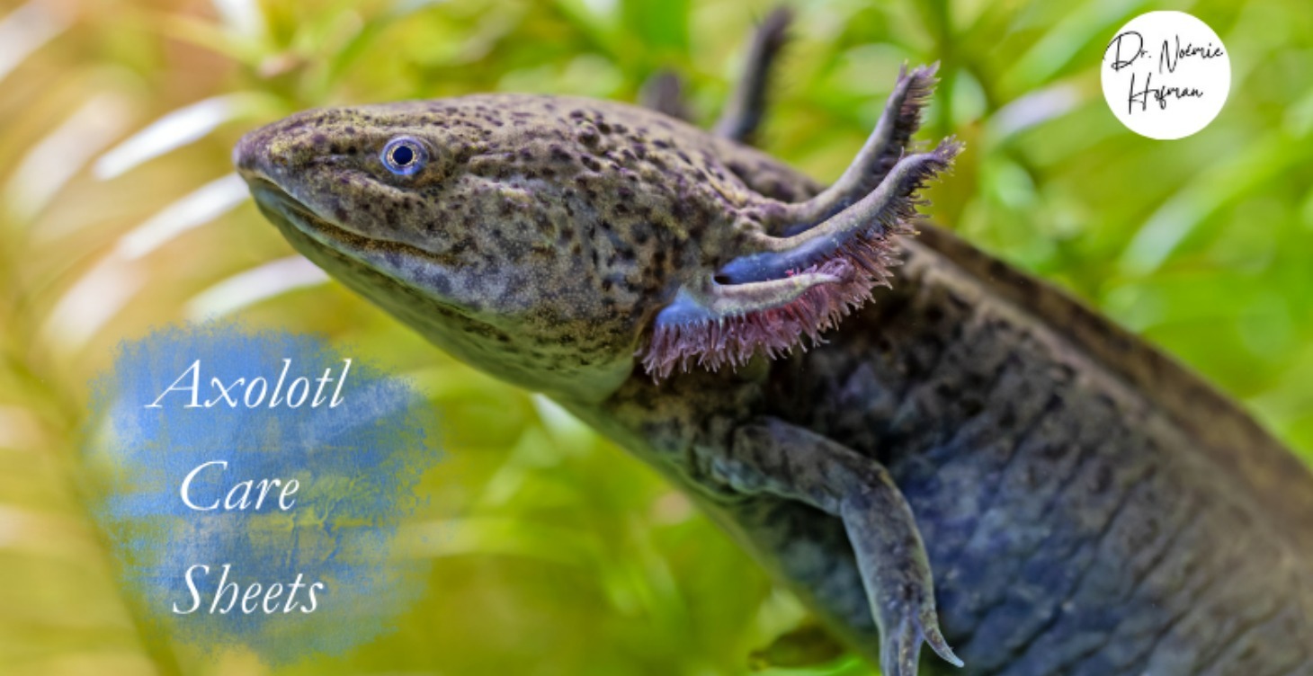 Axolotl care Sheets