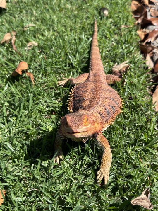 Female Bearded Dragon