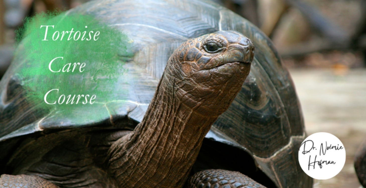 Tortoise care course