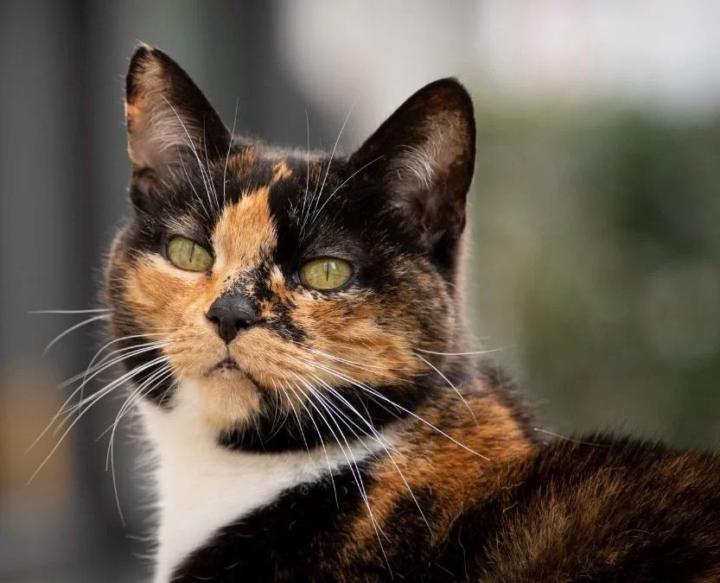 Luis David Mendoza Castillo