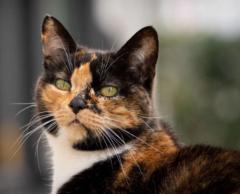 Luis David Mendoza Castillo