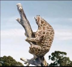 Simba K