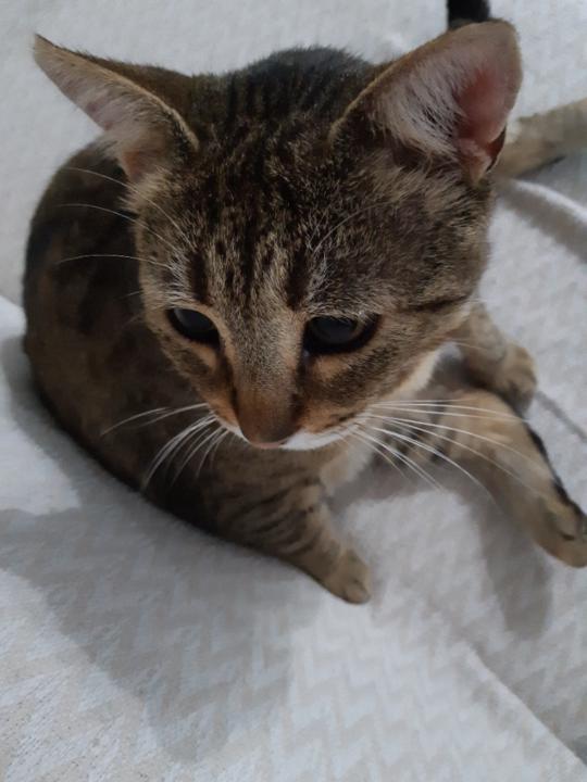 Ahmet Eren Fakıoğlu