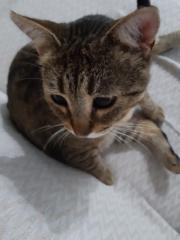 Ahmet Eren Fakıoğlu