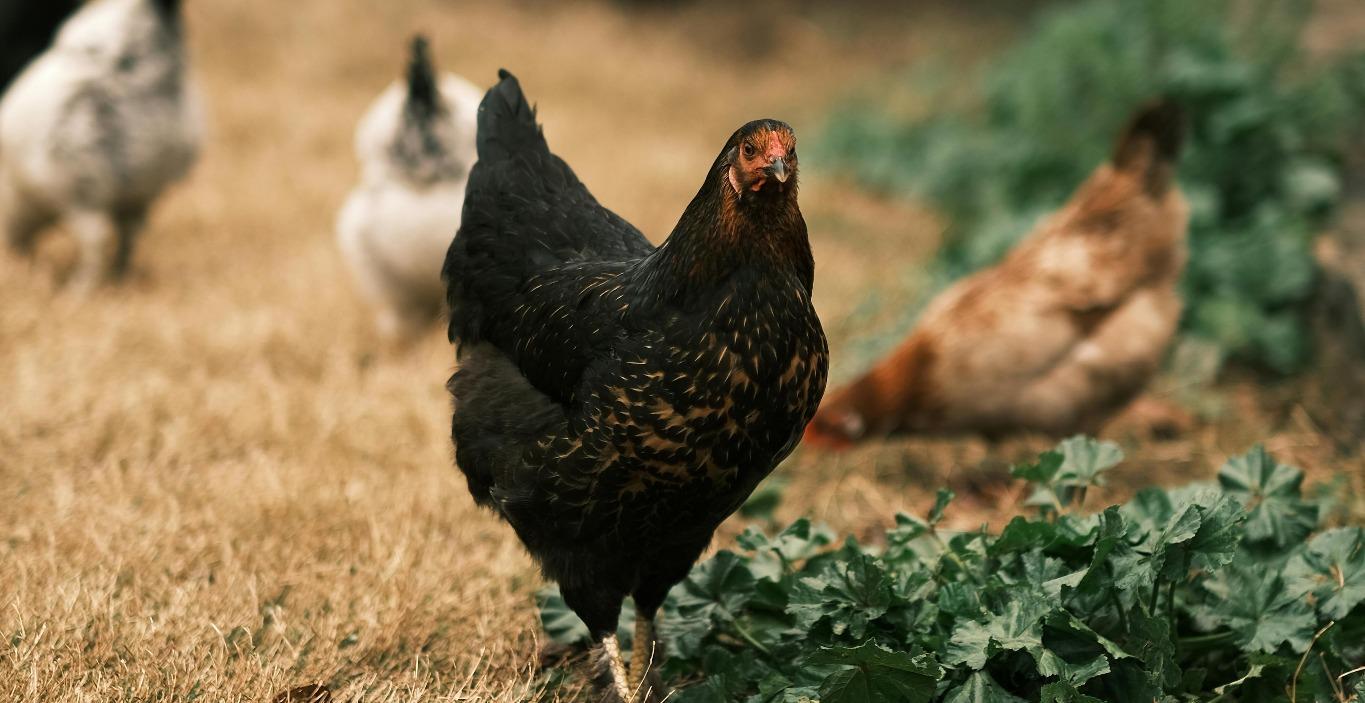 Backyard Chickens Guide