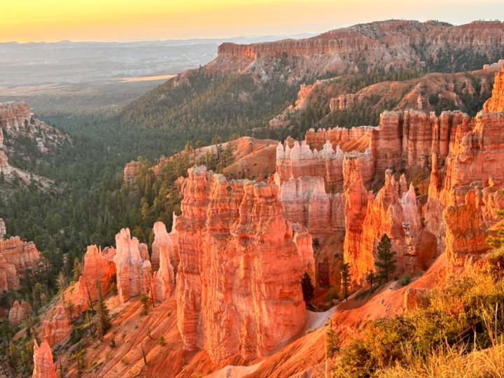 Delphine Van den hende