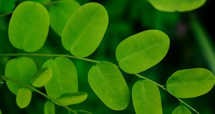 Bethesda Moringa