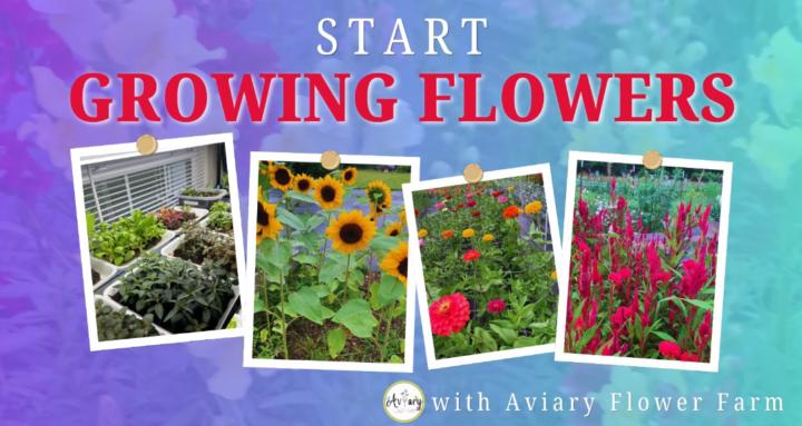 Start Growing Flowers