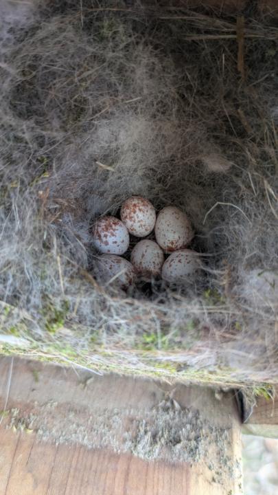 Chickadee nest