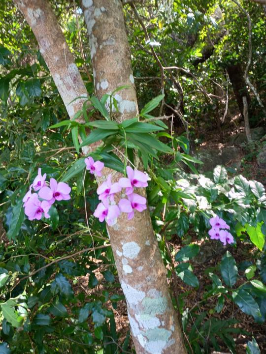 Cooktown orchid