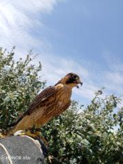 Carlos Sicha Huamán