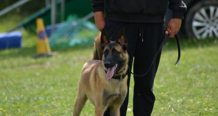 Sussex K9 Academy