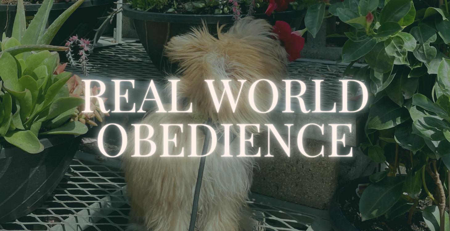 Phase 5: Real World Obedience