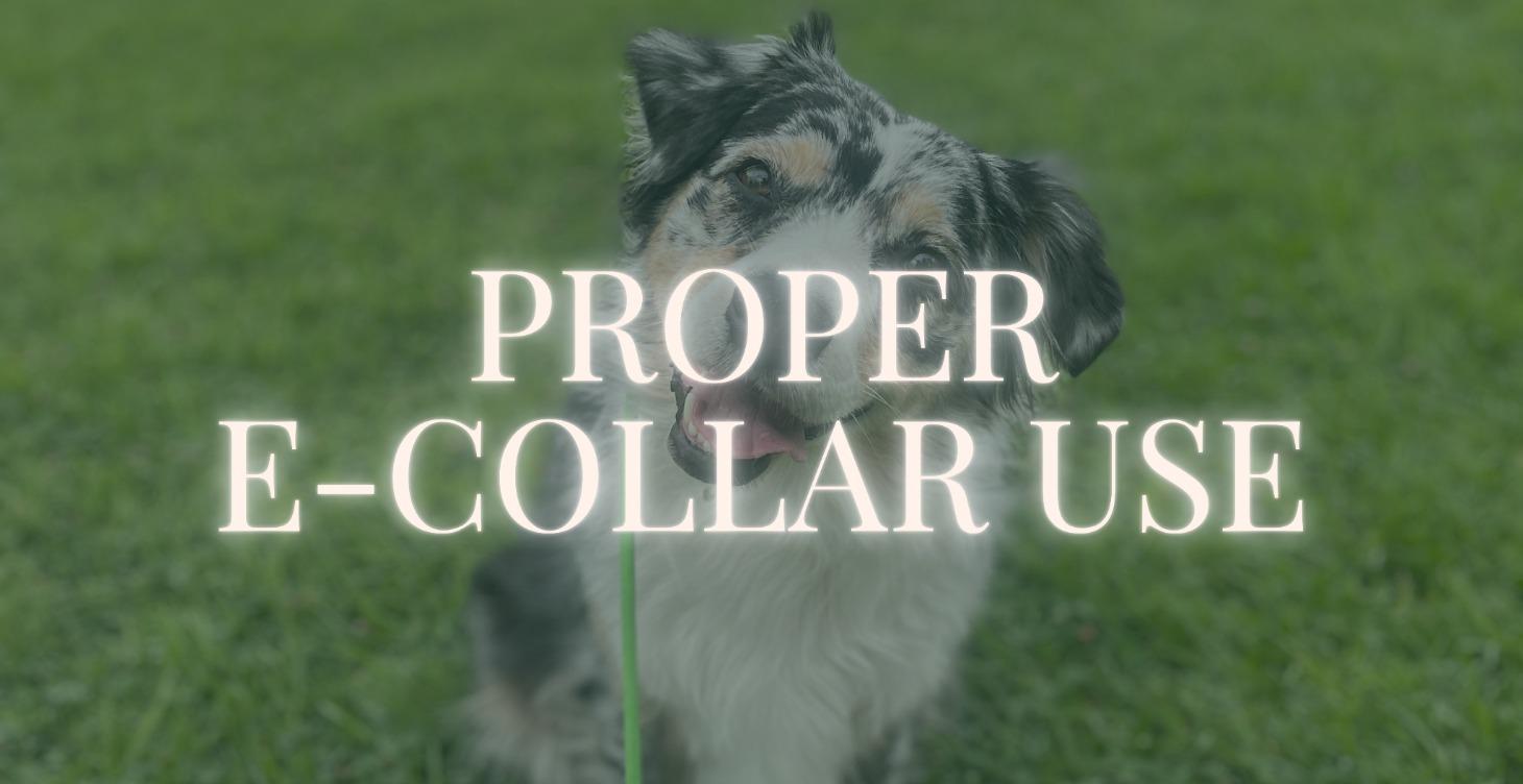 Phase 3: Proper E-Collar Use