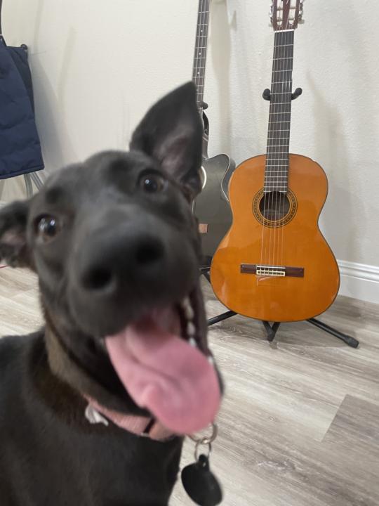 ✨Our Mascot Pancake! 🐾