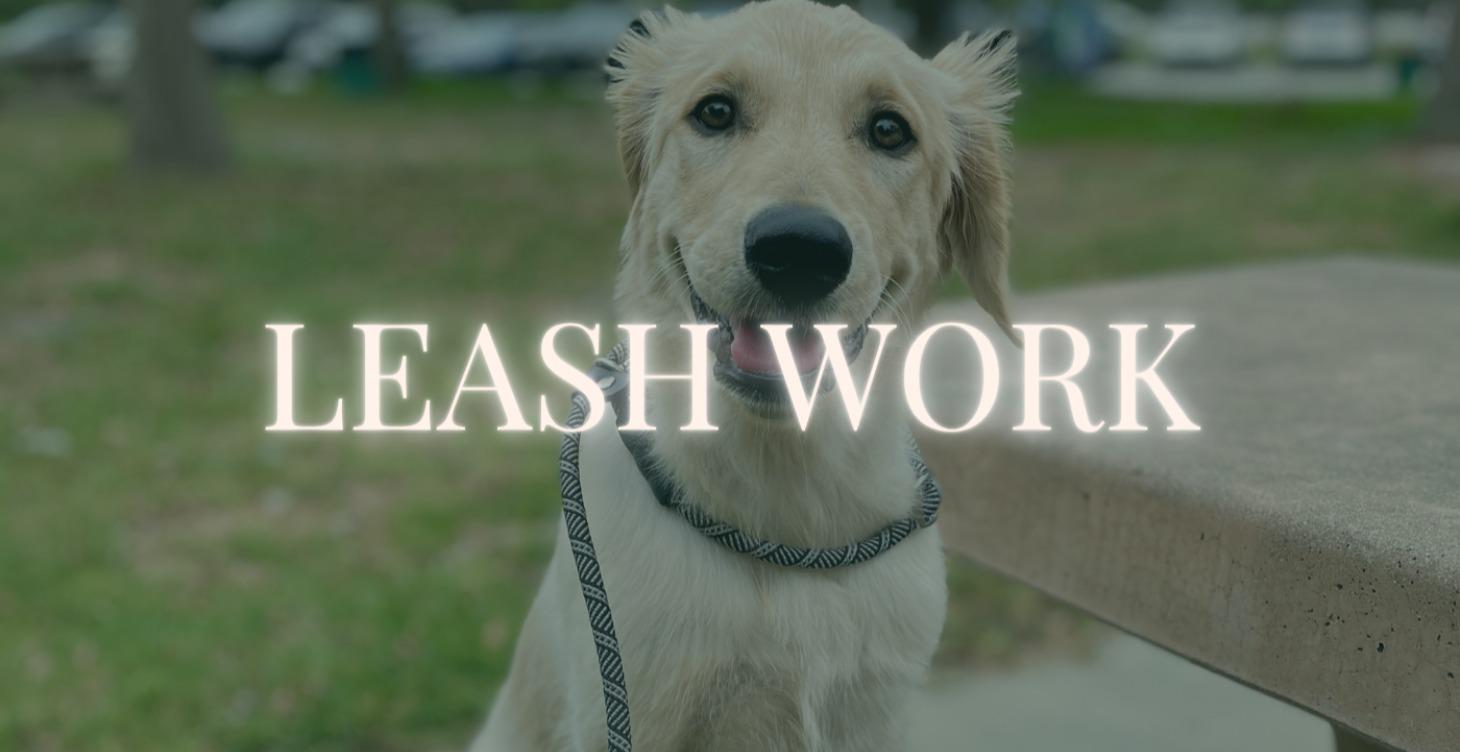 Phase 2: Leash Work