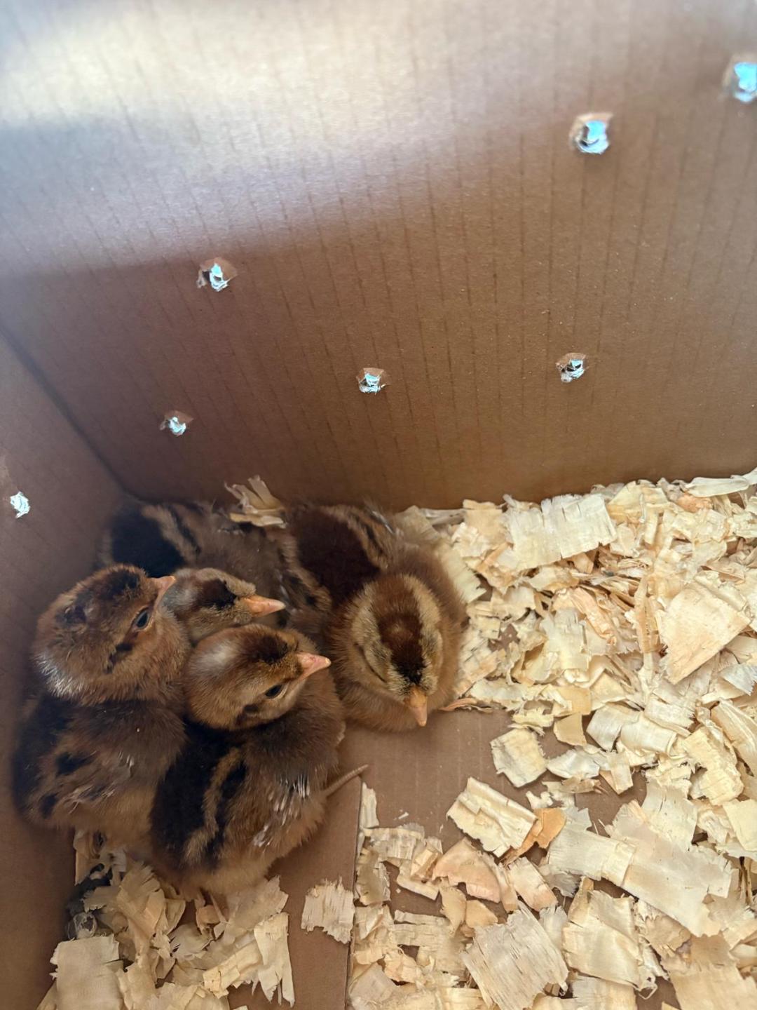 Chickens and Charm