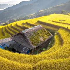 Luu Duc Phu