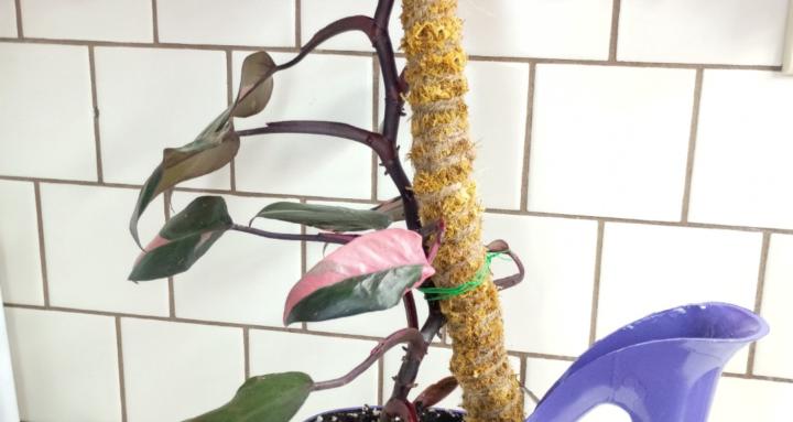 PLANT COLLECT w/PLAUNTIE JADE