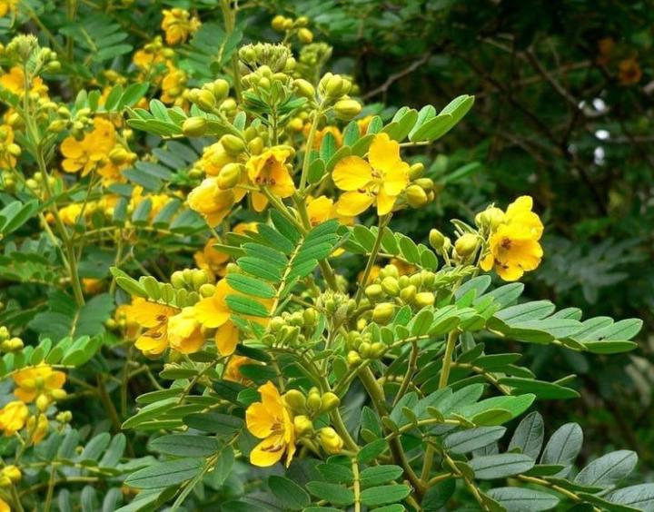 La puissance du Cassia