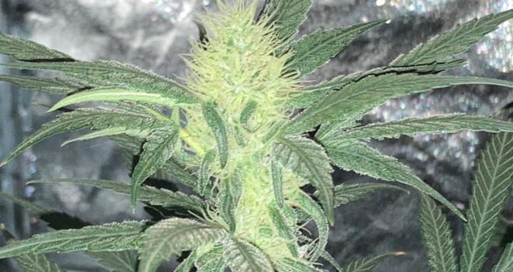 Cannabis. What, Why, How?