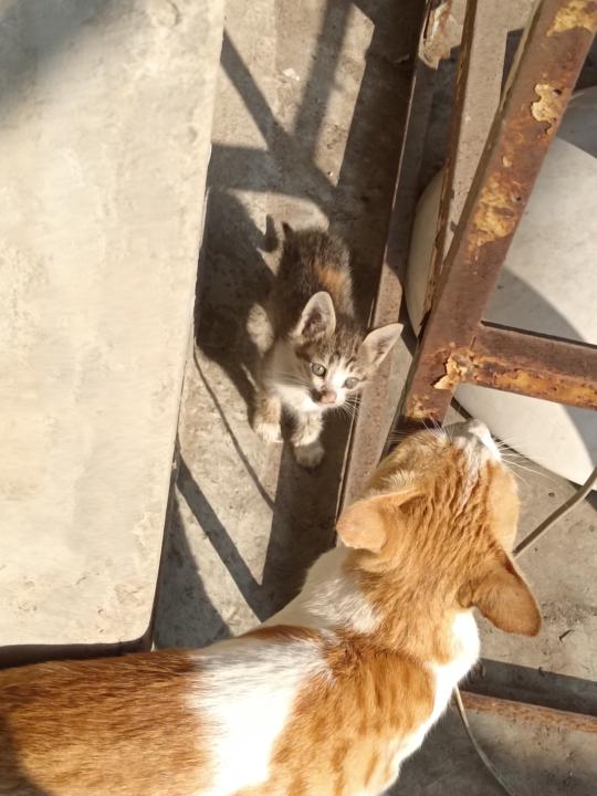 Daily Journal | Day 20