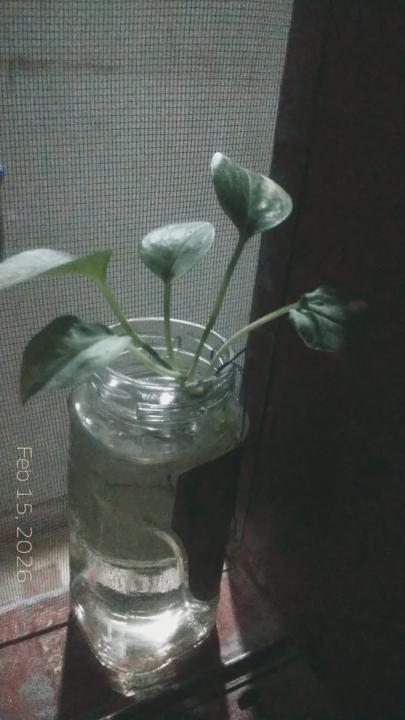 Day 10 of journaling 14 Feb 2026 Saturday 