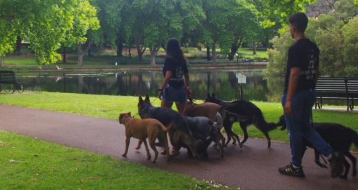 Mutt Magic Training