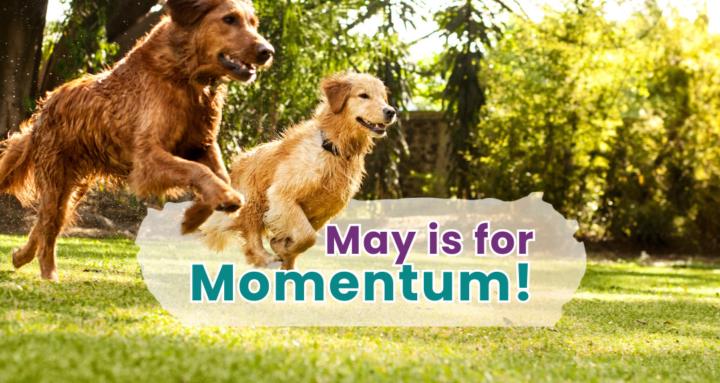 🌻 May is for Momentum!