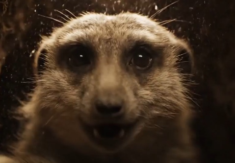 Ribz Le suricate