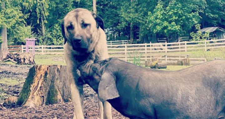 Livestock Guardian Dog Academy