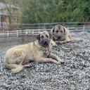 Livestock Guardian Dog Academy icon