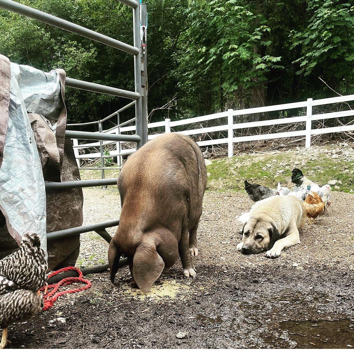 Livestock Guardian Dog Academy