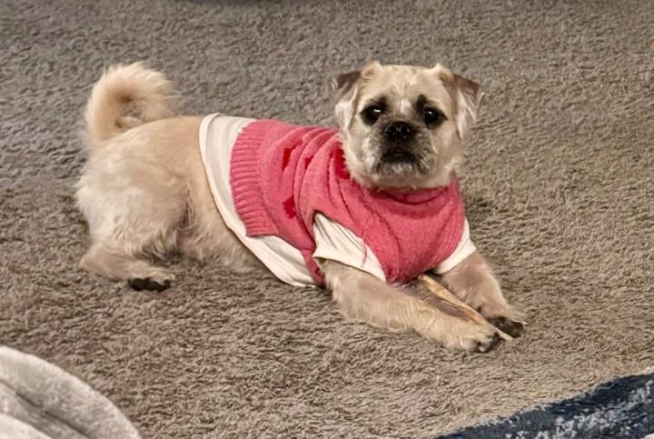 Pallavi Chandrashekar