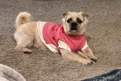 Pallavi Chandrashekar