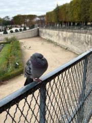 Christopher Scardigli