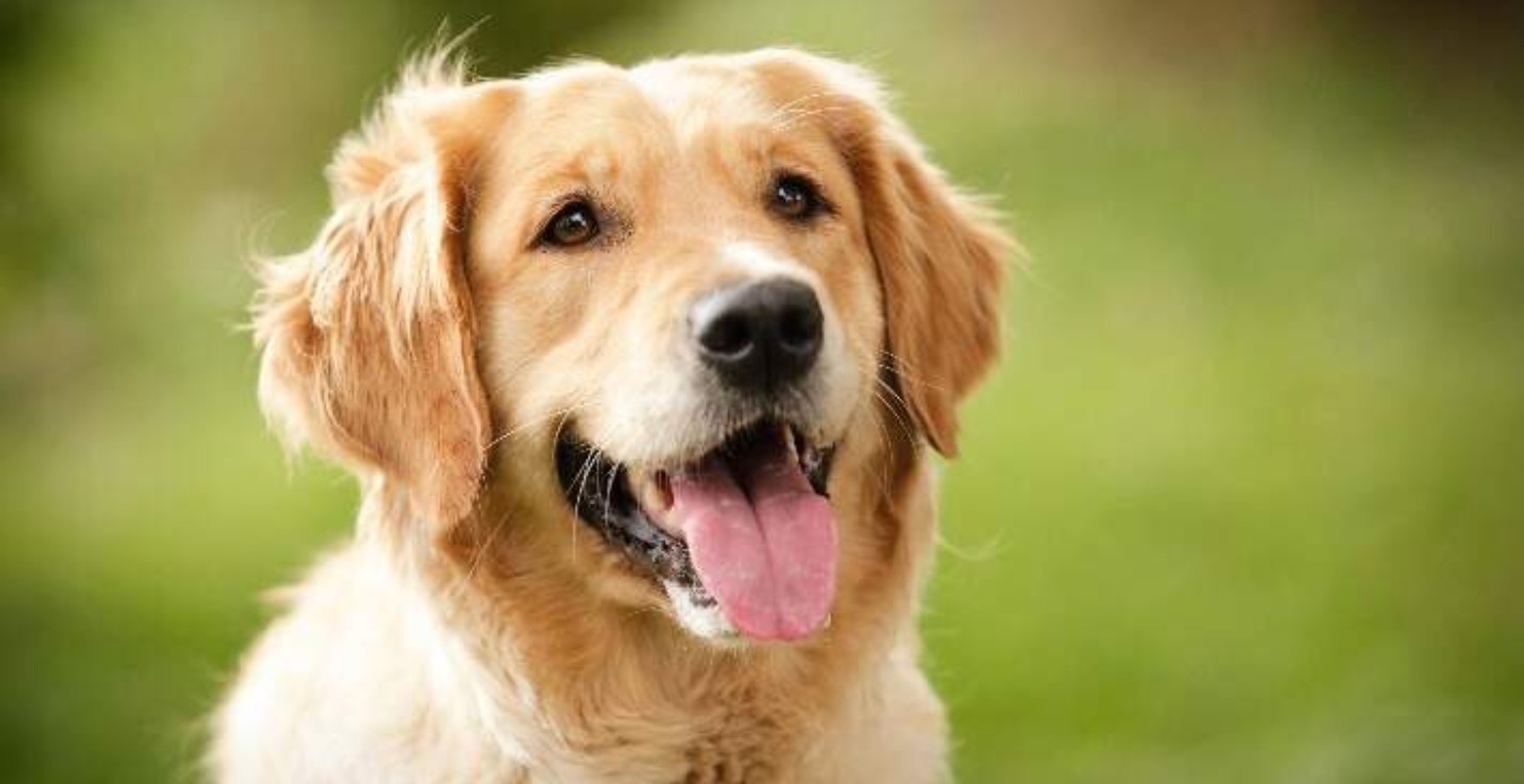Cancer in DOGS