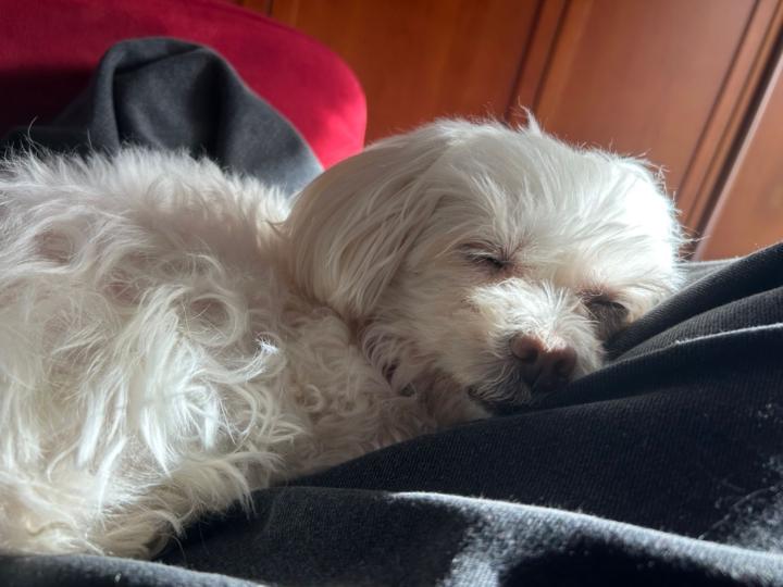 Jose Fernandez Castelló